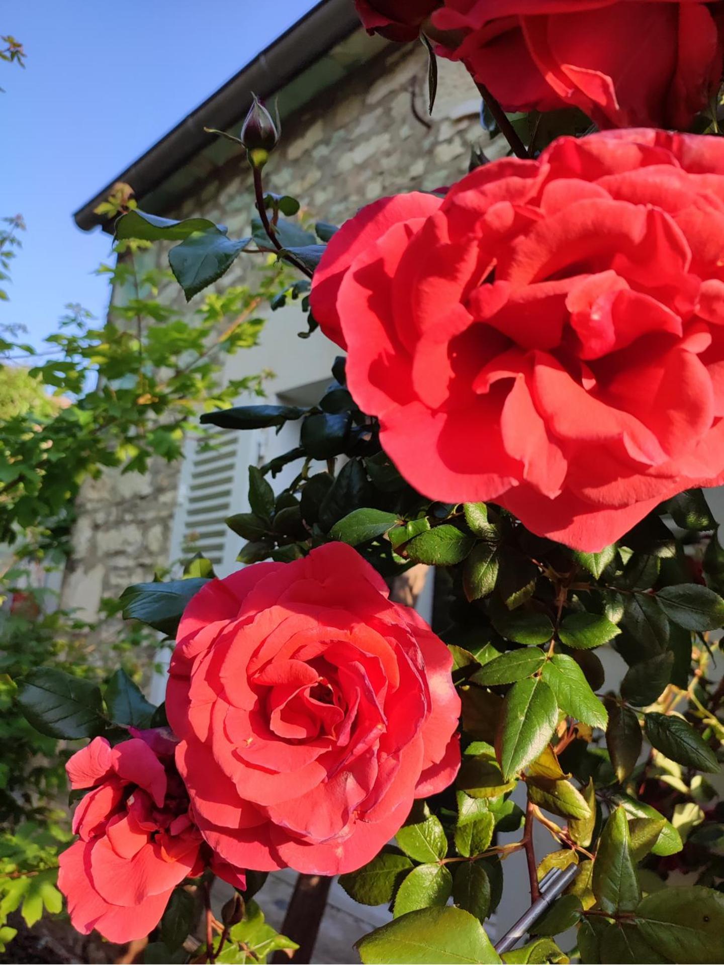 Gite En Plein Coeur Du Vignoble Chablisien Courgis Eksteriør billede